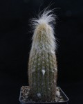 Cleistocactus Hoffmannii