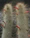 Cleistocactus Hyalacanthus