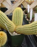 Cleistocactus Icosagonus