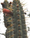 Cleistocactus Laniceps