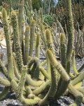 Cleistocactus Micropetalus