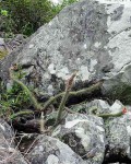 Cleistocactus Paraguariensis