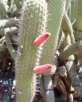 Cleistocactus Parapetiensis