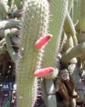 Cleistocactus Parapetiensis