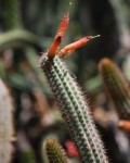 Cleistocactus Pungens