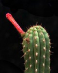 Cleistocactus Roezlii