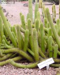 Cleistocactus Samaipatanus