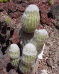 Cleistocactus Serpens