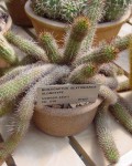 Cleistocactus Sextonianus