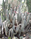 Cleistocactus Strausii