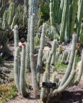 Cleistocactus Tarijensis