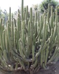 Cleistocactus Tominensis