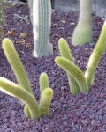 Cleistocactus Winteri