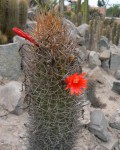 Cleistocactus Xylorhizus