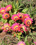 Cleretum apetalum