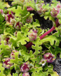 Cleretum herrei