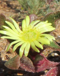 Cleretum papulosum