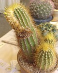 Coleocephalocereus Aureus