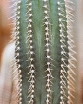 Coleocephalocereus Fluminensis