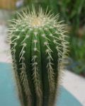 Coleocephalocereus Pluricostatus