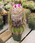 Coleocephalocereus Purpureus