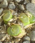 Conophytum Acutum