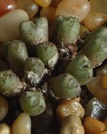 Conophytum Albiflorum