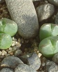 Conophytum Antonii