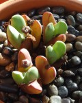 Conophytum Bilobum