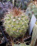 Copiapoa Ahremephiana