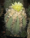 Copiapoa Atacamensis