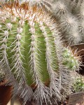 Copiapoa Bridgesii