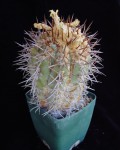 Copiapoa Calderana