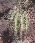 Copiapoa Cinerascens