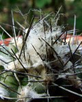 Copiapoa Conglomerata