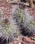 Copiapoa Coquimbana