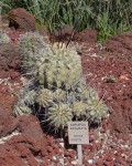 Copiapoa Dealbata