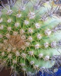 Copiapoa Decorticans