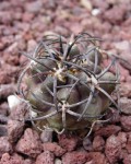 Copiapoa Echinoides