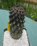 Copiapoa Esmeraldana