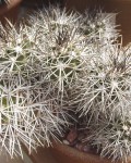 Copiapoa Fiedleriana