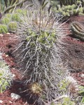 Copiapoa Grandiflora