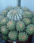 Copiapoa Haseltoniana