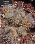 Copiapoa Humilis