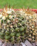 Copiapoa Longistaminea