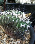 Copiapoa Malletiana