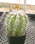 Copiapoa Marginata