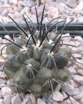 Copiapoa Megarhiza