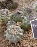 Copiapoa Mollicula