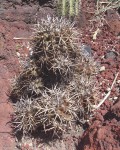 Copiapoa Multicolor